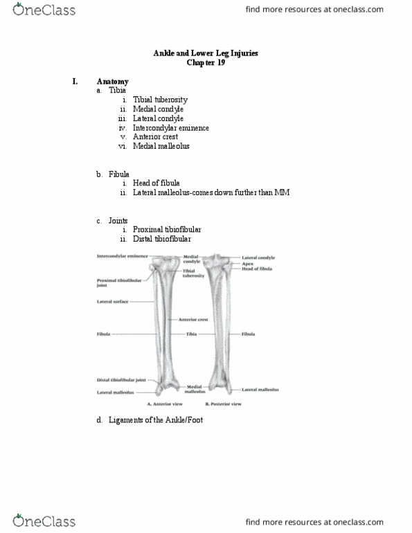 ATH 1061 Lecture Notes - Lecture 19: Intercondylar Area, Medial Condyle Of Tibia, Lateral Condyle Of Tibia thumbnail