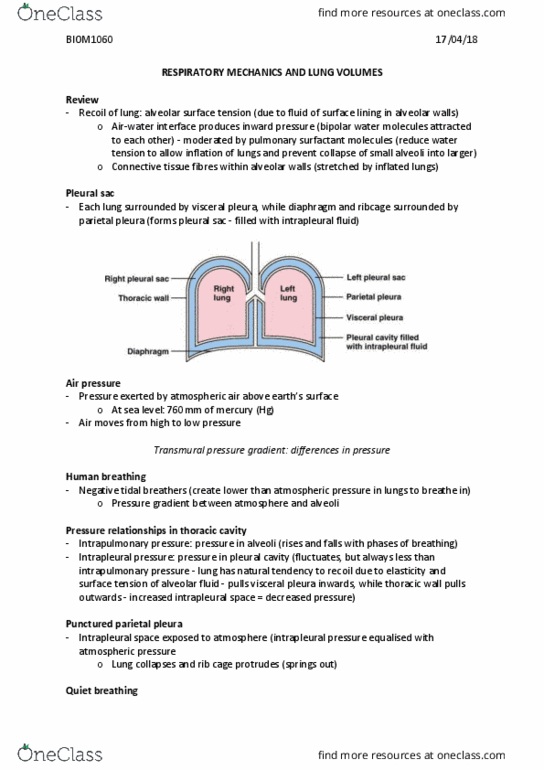 BIOM1060 Lecture Notes - Lecture 26: Pulmonary Pleurae, Intrapleural Pressure, Thoracic Cavity thumbnail