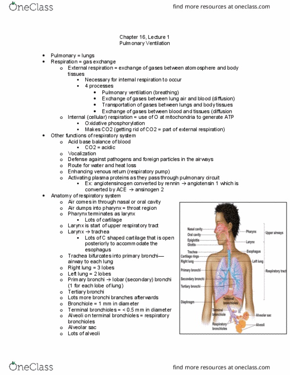 APK 2105C Lecture Notes - Lecture 37: Bronchus, Respiratory Tract, Pulmonary Circulation thumbnail