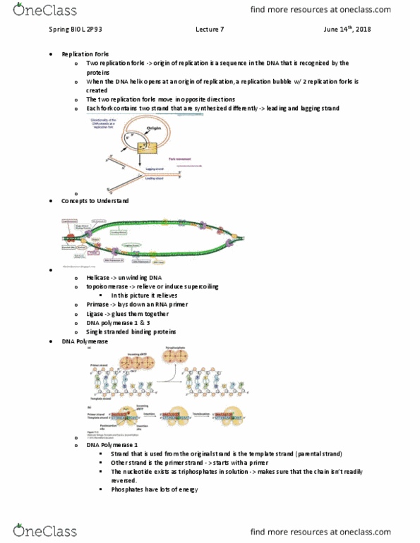 BIOL 2P02 Lecture Notes - Lecture 7: Dna Polymerase, Dna Polymerase I, Dna Replication thumbnail