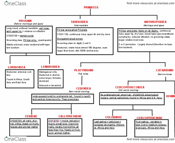 ANHB1101 Lecture Notes - Lecture 23: Callosity, Prehensile Tail, Colobinae thumbnail