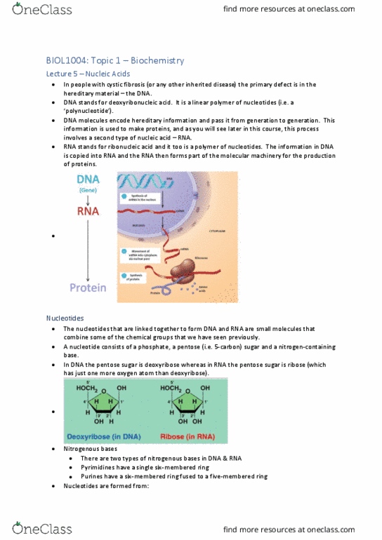 BIOL1004 Lecture Notes - Lecture 5: Pentose, Nitrogenous Base, Deoxyribose thumbnail