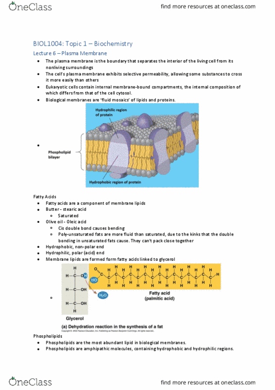 BIOL1004 Lecture Notes - Lecture 6: Phosphatidylcholine, Cell Membrane, Lipid Bilayer thumbnail