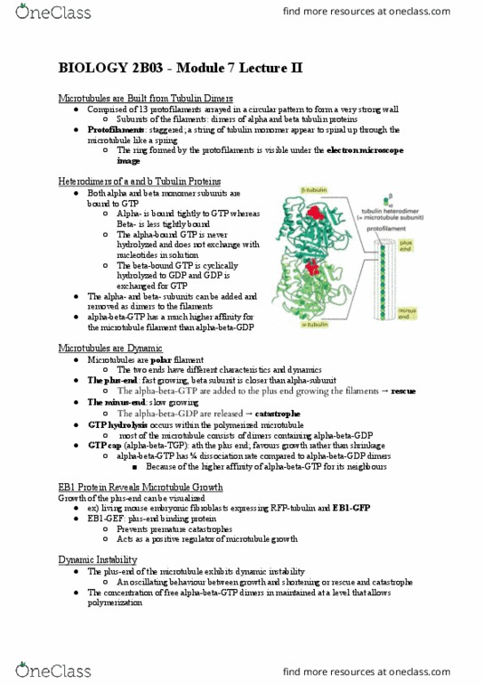 BIOLOGY 2B03 Chapter Notes - Chapter 7: Microtubule Nucleation, Polar Filament, Pericentriolar Material thumbnail