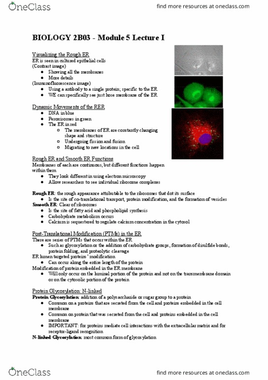 BIOLOGY 2B03 Chapter Notes - Chapter 5: Endoplasmic Reticulum, Calnexin, Glycosylation thumbnail