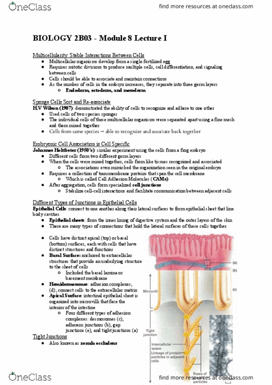 BIOLOGY 2B03 Chapter Notes - Chapter 8: Adherens Junction, Cell Adhesion Molecule, Basal Lamina thumbnail