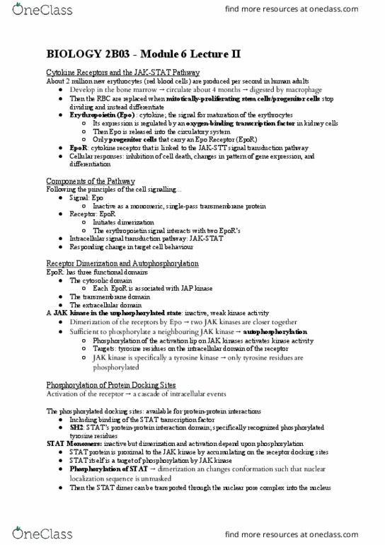 BIOLOGY 2B03 Chapter Notes - Chapter 6: Receptor Tyrosine Kinase, Hematopoietic Stem Cell, Sh2 Domain thumbnail