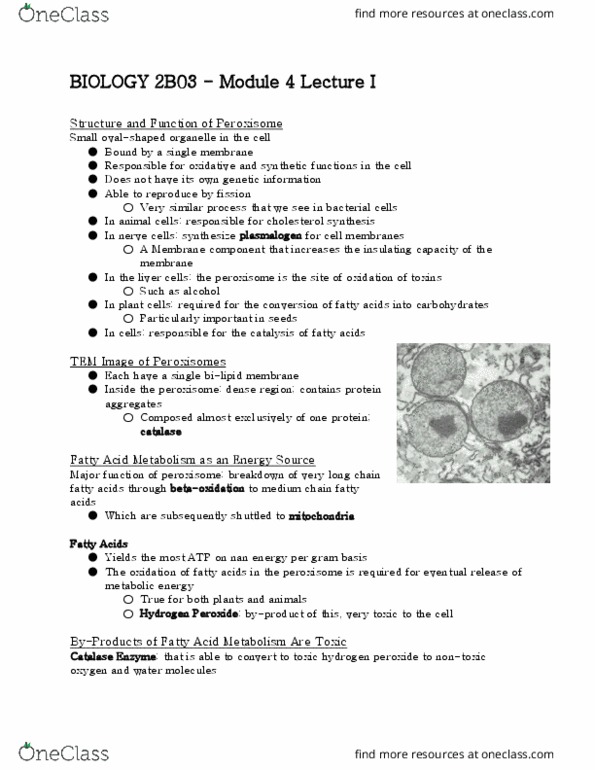 BIOLOGY 2B03 Chapter Notes - Chapter 4: Catalase, Peroxisome, Primary And Secondary Antibodies thumbnail