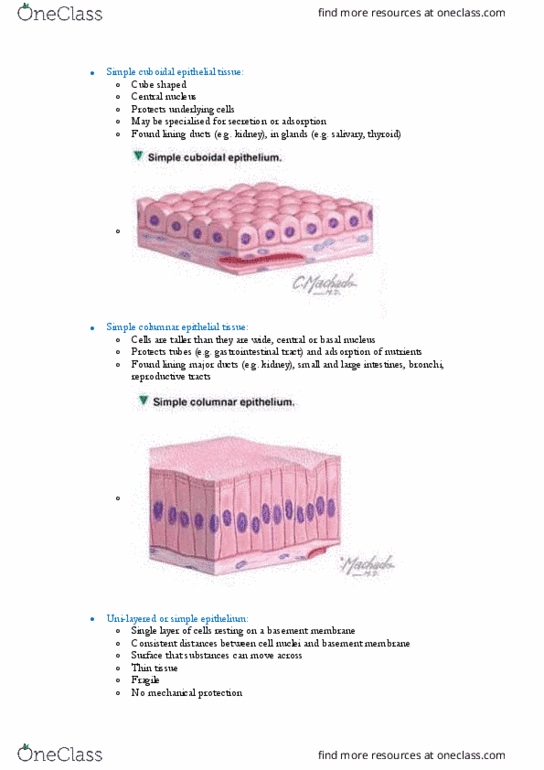 BIOL123 Lecture Notes - Lecture 16: Epithelium, Cell Nucleus, Central Nucleus Of The Amygdala thumbnail