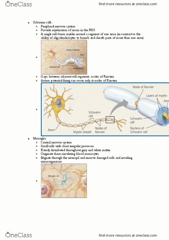 BIOL123 Lecture Notes - Lecture 30: Peripheral Nervous System, Neuropil, Central Nervous System thumbnail