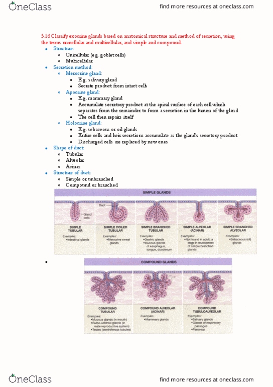 BIOL123 Lecture Notes - Lecture 21: Mammary Gland, Salivary Gland, Holocrine thumbnail