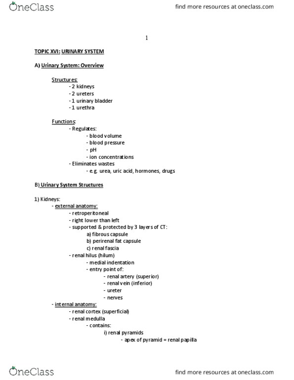 ANAT 7390 Lecture Notes - Lecture 2: Renal Papilla, Renal Fascia, Renal Pyramids thumbnail