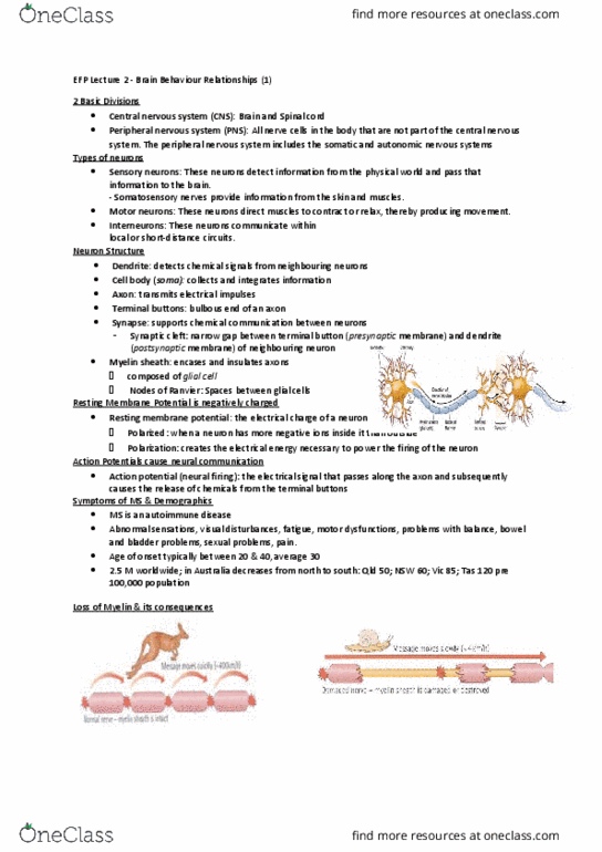 PSY1EFP Lecture Notes - Lecture 2: Peripheral Nervous System, Axon Terminal, Myelin thumbnail