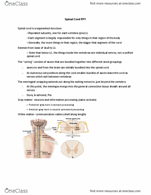 BIO 263 Lecture Notes - Lecture 5: Spinal Cord, Spinal Nerve, Meninges thumbnail