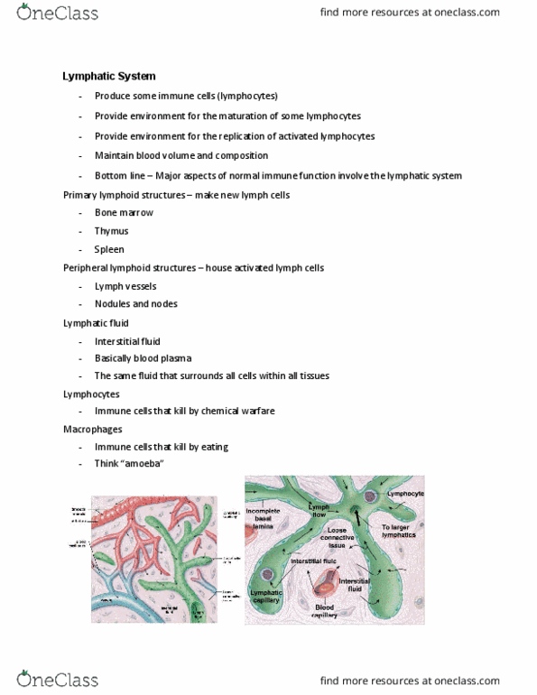 BIO 263 Lecture Notes - Lecture 9: Lymphatic Vessel, Extracellular Fluid, Bone Marrow thumbnail