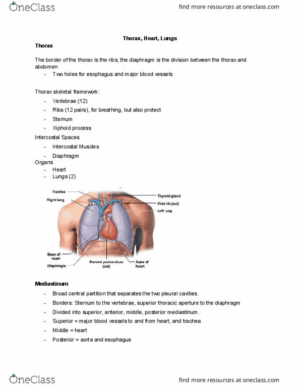BIO 263 Lecture Notes - Lecture 11: Thoracic Inlet, Chordae Tendineae, Tricuspid Valve thumbnail