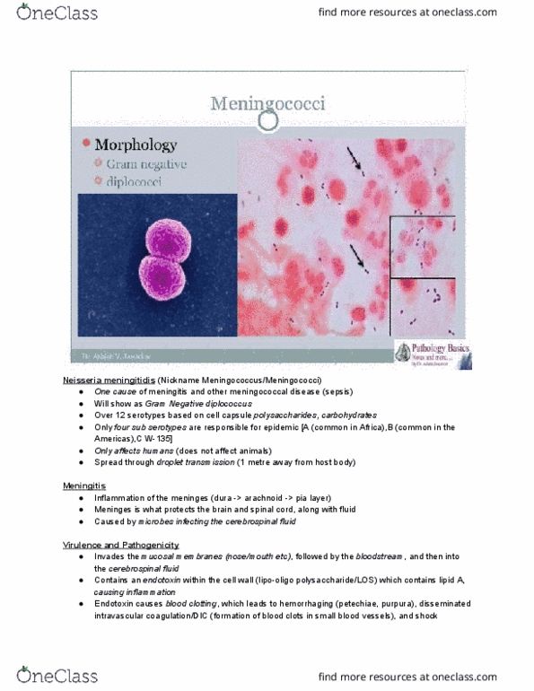 MMI133 Lecture Notes - Lecture 3: Meningococcal Disease, Petechia, Purpura thumbnail