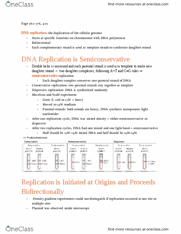 BIO SCI 98 Chapter Notes - Chapter 4: Semiconservative Replication, Isotopes Of Nitrogen, Dna Polymerase thumbnail