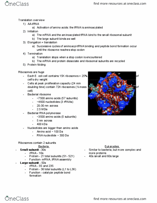 BIO SCI 98 Lecture Notes - Lecture 5: Harry F. Noller, 23S Ribosomal Rna, Protein Folding thumbnail