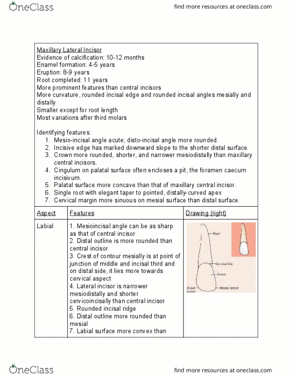 DOH114 Lecture Notes - Lecture 2: Maxillary Central Incisor, Incisor, Cecum thumbnail