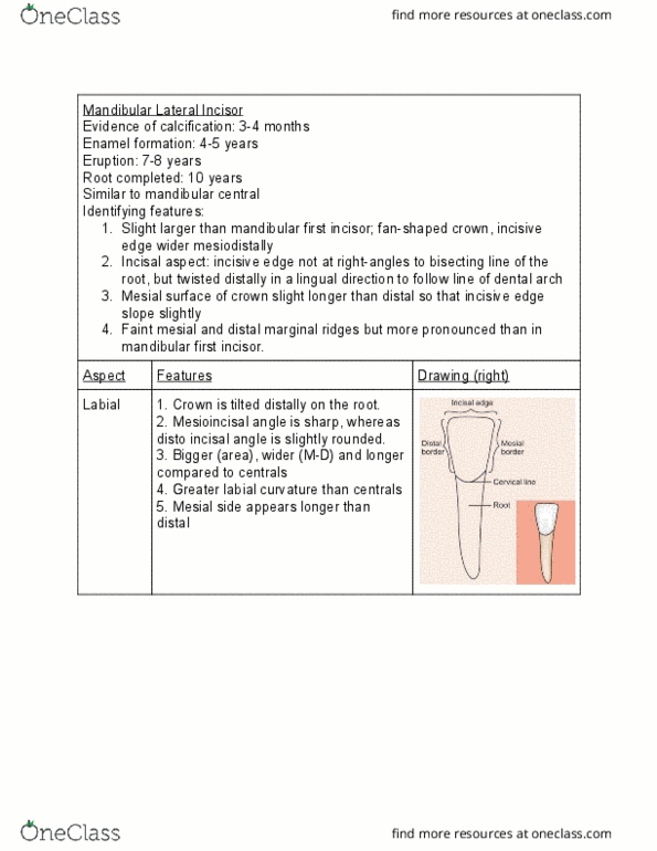 DOH114 Lecture Notes - Lecture 4: Dental Arch, Incisor, Calcification thumbnail