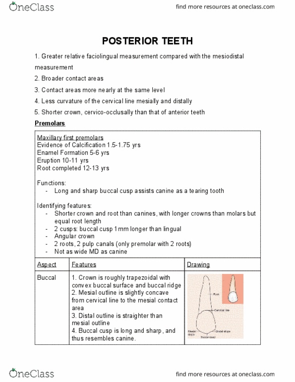 DOH114 Lecture Notes - Lecture 6: Premolar, Calcification, Developmental Lines thumbnail