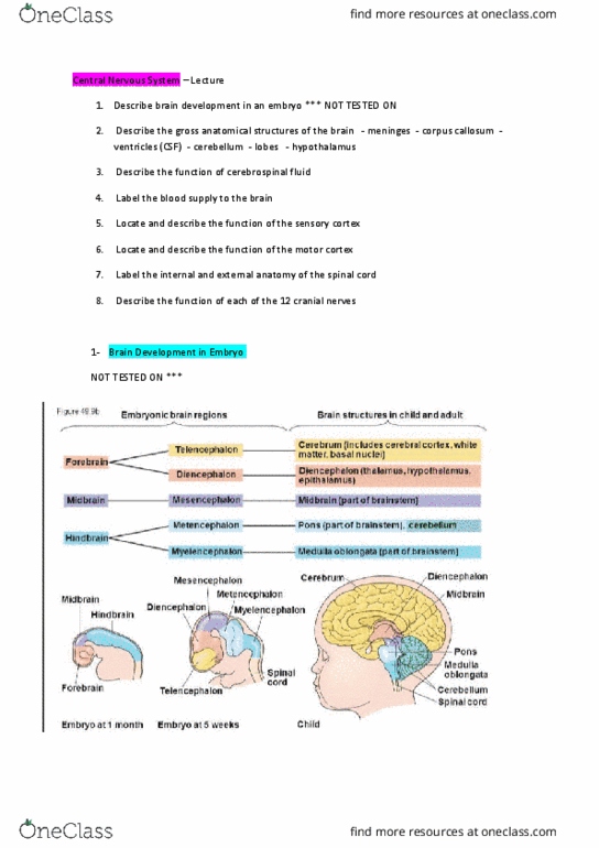9808 Lecture Notes - Lecture 2: Central Nervous System, Corpus Callosum, Dura Mater thumbnail