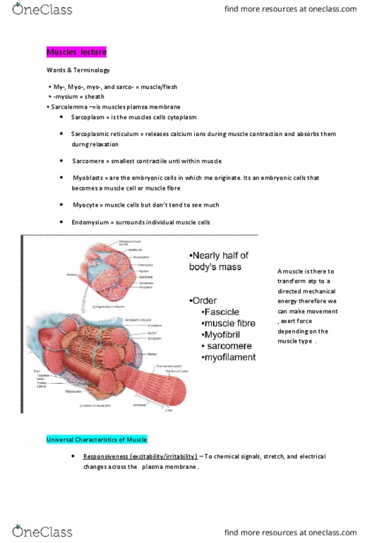 9808 Lecture Notes - Lecture 5: Endoplasmic Reticulum, Skeletal Muscle, Cardiac Muscle thumbnail