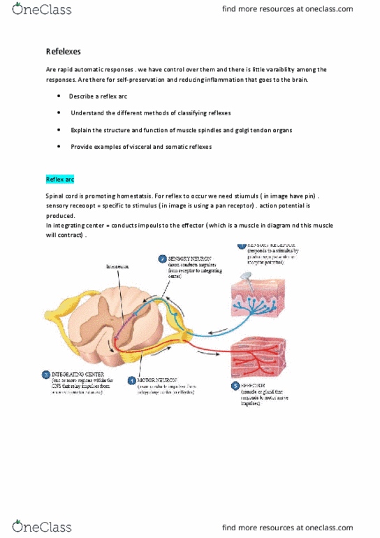 9808 Lecture Notes - Lecture 11: Golgi Tendon Organ, Reflex Arc, Muscle Spindle thumbnail