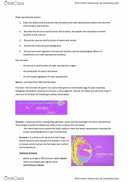 6529 Lecture Notes - Lecture 3: Male Reproductive System, Seminiferous Tubule, Abdominal Cavity thumbnail