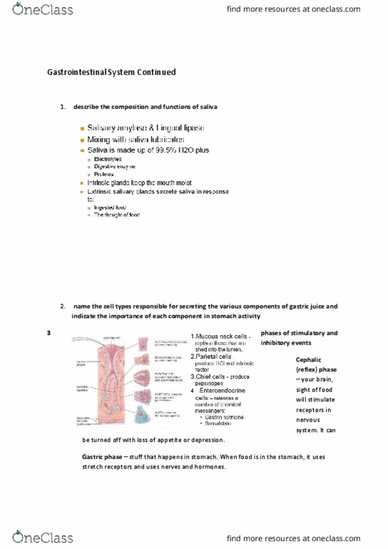6529 Lecture Notes - Lecture 6: Pancreatic Juice, Gastric Acid, Common Hepatic Artery thumbnail