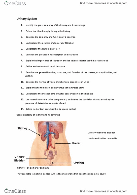6529 Lecture Notes - Lecture 10: Renal Capsule, Renal Function, Gross Anatomy thumbnail