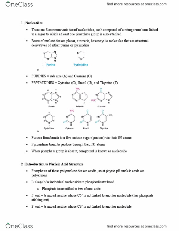 CHE 350 Lecture Notes - Lecture 10: Base Pair, Glycosidic Bond, Uracil thumbnail