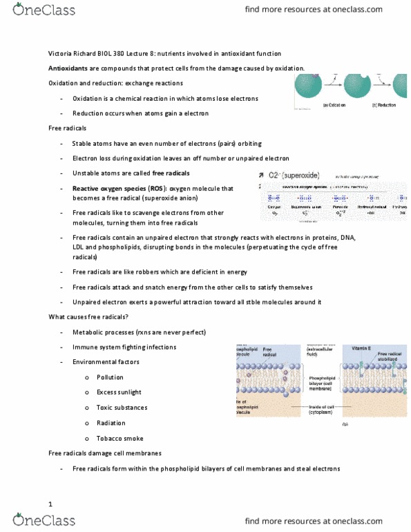 BIOL 380 Lecture Notes - Lecture 8: Nyctalopia, Retina, Metastasis thumbnail