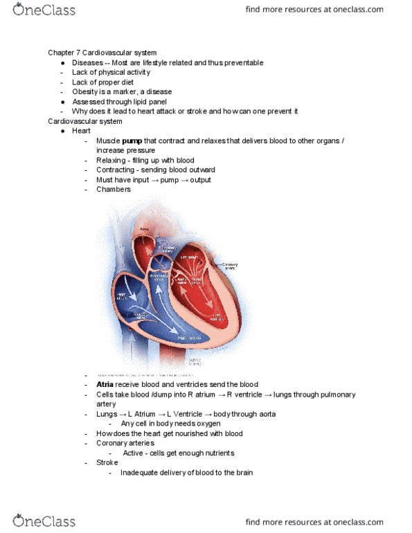 PHYSCI 5 Lecture Notes - Lecture 16: Left Coronary Artery, Right Coronary Artery, Coronary Circulation thumbnail