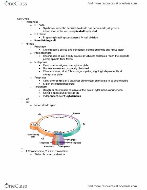 BIO 352 Lecture Notes - Lecture 2: Sister Chromatids, Nuclear Membrane, Prometaphase thumbnail