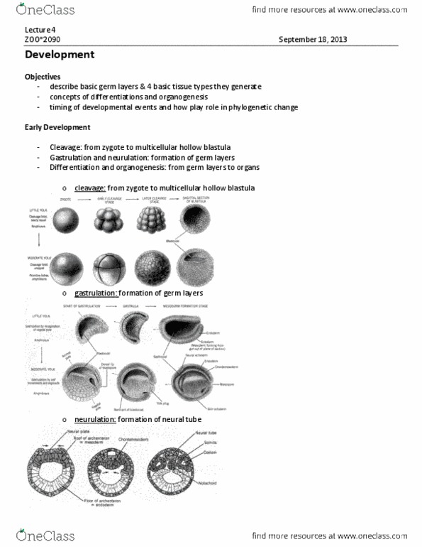 ZOO 2090 Lecture Notes - Lecture 4: Germ Layer, Neural Crest, Organogenesis thumbnail