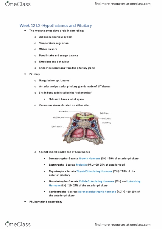 PHY2011 Lecture Notes - Lecture 33: Luteinizing Hormone, Sella Turcica, Pituitary Gland thumbnail