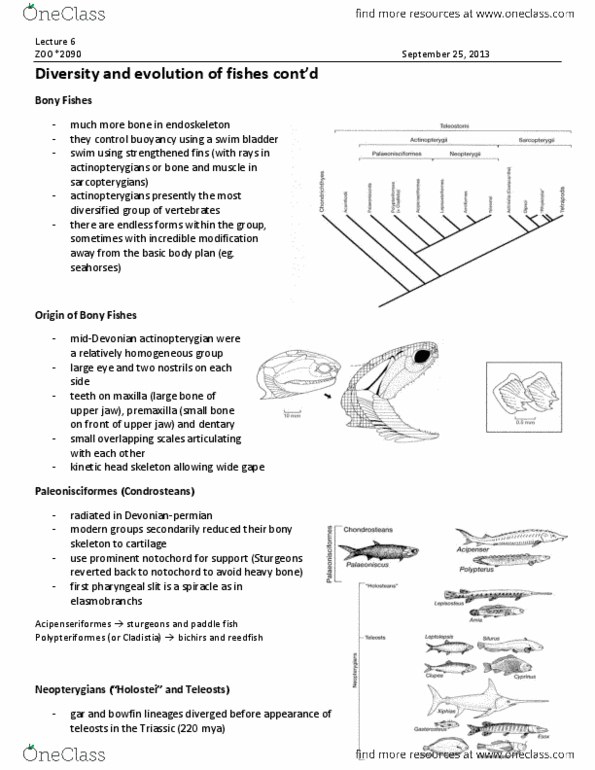ZOO 2090 Lecture Notes - Lecture 6: West Indian Ocean Coelacanth, Appendicular Skeleton, Axial Skeleton thumbnail