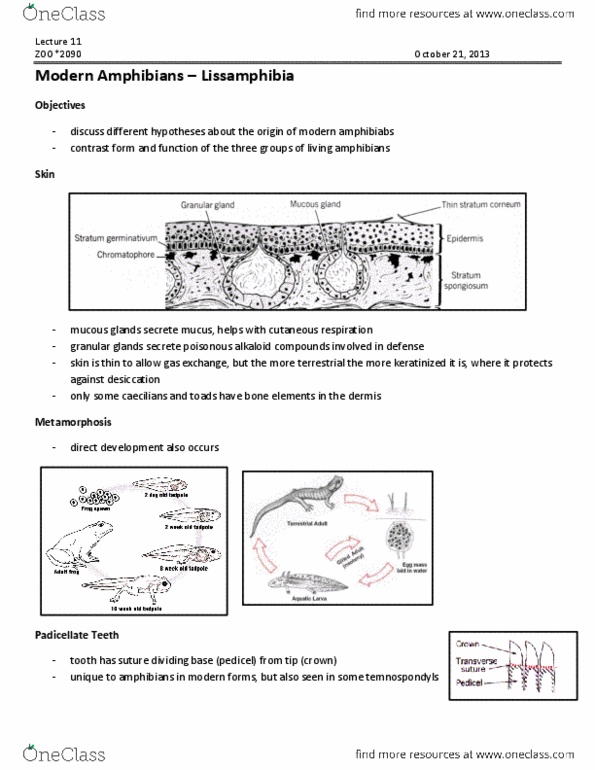 ZOO 2090 Lecture Notes - Lecture 11: Pipidae, Shoulder Girdle, Salientia thumbnail