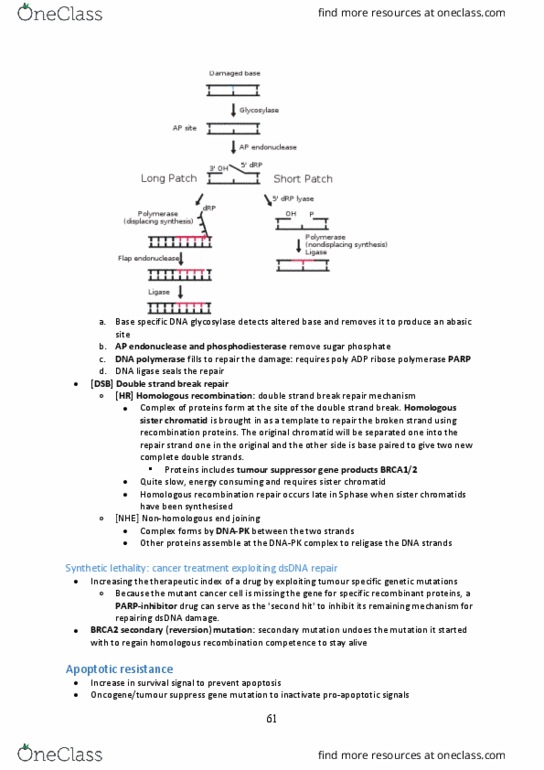 KINESIOL 1Y03 Lecture Notes - Lecture 60: Poly (Adp-Ribose) Polymerase, Tumor Suppressor Gene, Sister Chromatids thumbnail