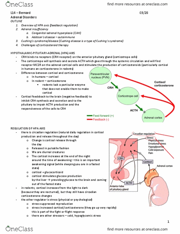 EAST 501 Lecture Notes - Lecture 14: Proprotein Convertase, Congenital Adrenal Hyperplasia, Corticotropic Cell thumbnail