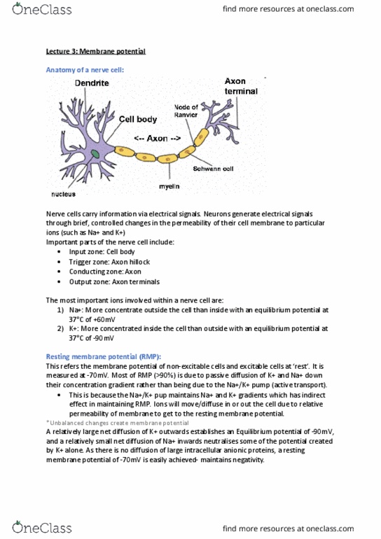 PHYS20008 Lecture Notes - Lecture 3: Resting Potential, Membrane Potential, Axon Hillock thumbnail