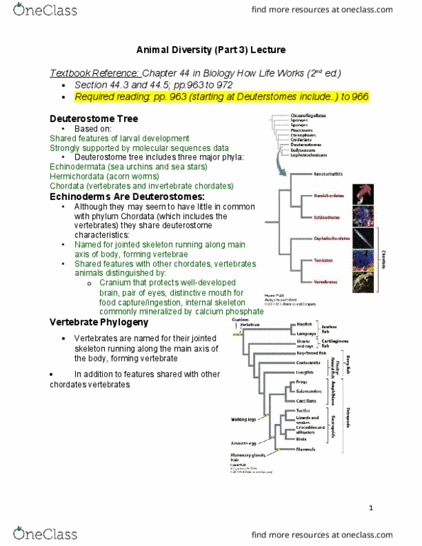 BIOL 1020U Lecture Notes - Lecture 10: Agnatha, Axial Skeleton, Deuterostome thumbnail