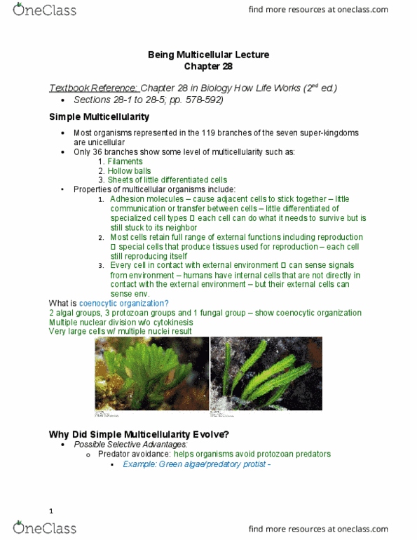 BIOL 1020U Lecture Notes - Lecture 7: Brown Algae, Cell Adhesion, Red Algae thumbnail