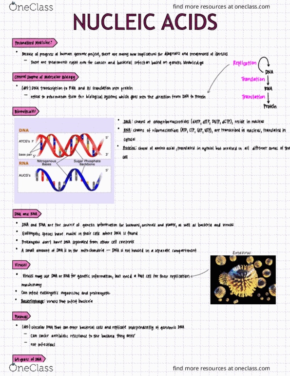 HTHSCI 1LL3 Lecture Notes - Lecture 8: Chromosome, Thymine, Guano thumbnail