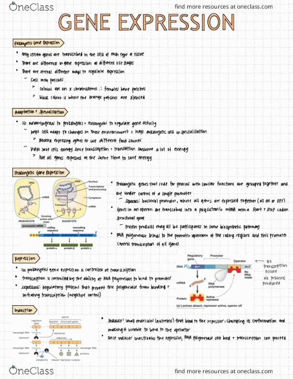 HTHSCI 1LL3 Lecture Notes - Lecture 13: Lipid Bilayer, Cell Membrane, Amylase thumbnail