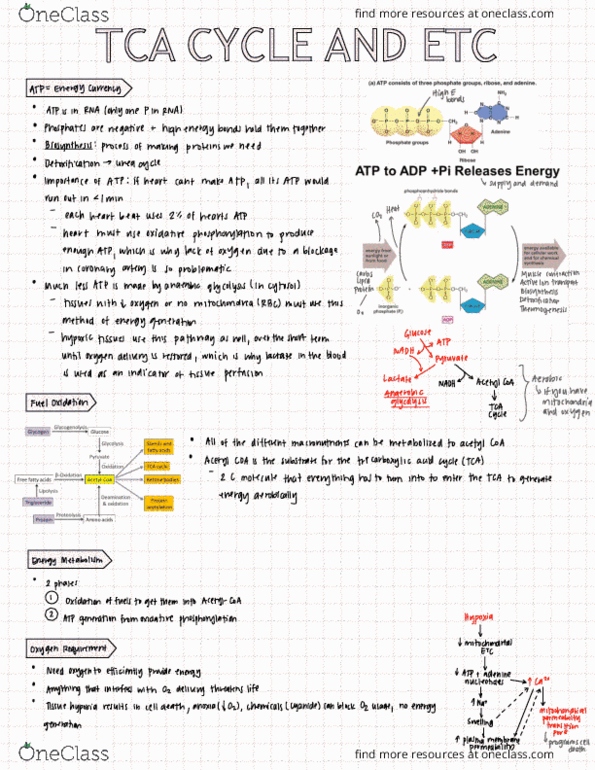 HTHSCI 1LL3 Lecture Notes - Lecture 18: Inner Membrane, Main Source, Cellular Respiration thumbnail