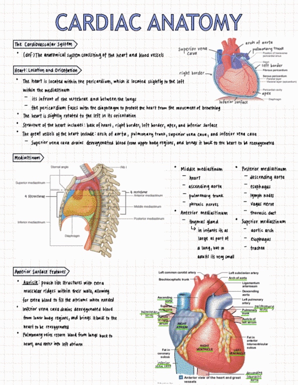 HTHSCI 1H06 B Lecture 1: Heart and Thoracic Anatomy Notes thumbnail