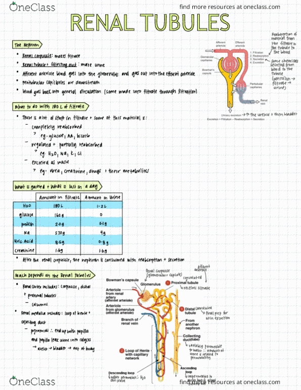 HTHSCI 1H06 B Lecture Notes - Lecture 19: Sphincter, Hemodialysis, Ureter thumbnail